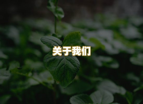 关于我们